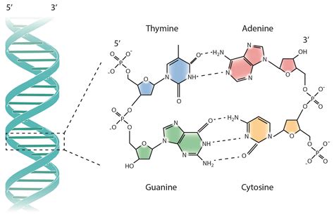 which molecules are similar to dna
